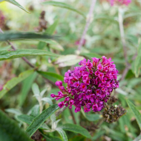 Buddleja "Summer Bird Raspberry"