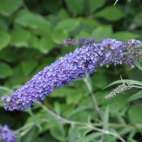Buddleja "Summer Bird Sky Blue"