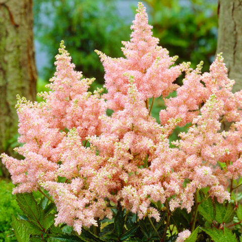 Astilbe x arendsii "Pink Shades"