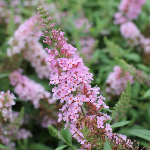 Buddleja "Summer Bird Pink"