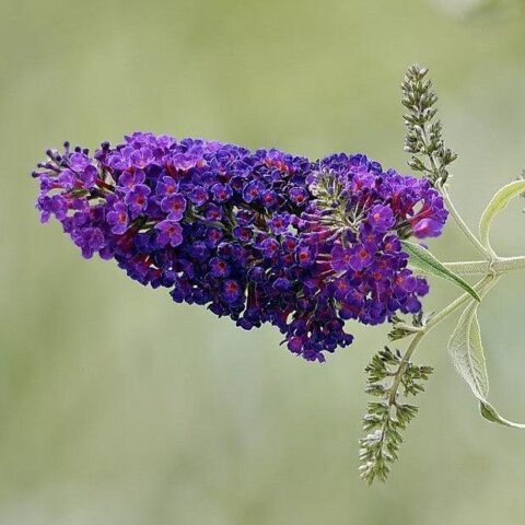Buddleja "Summer Bird Midnight Blue"
