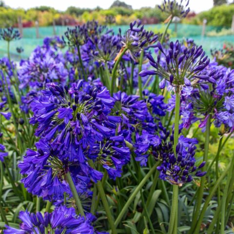 Agapanthus africanus "Midnight Sky"