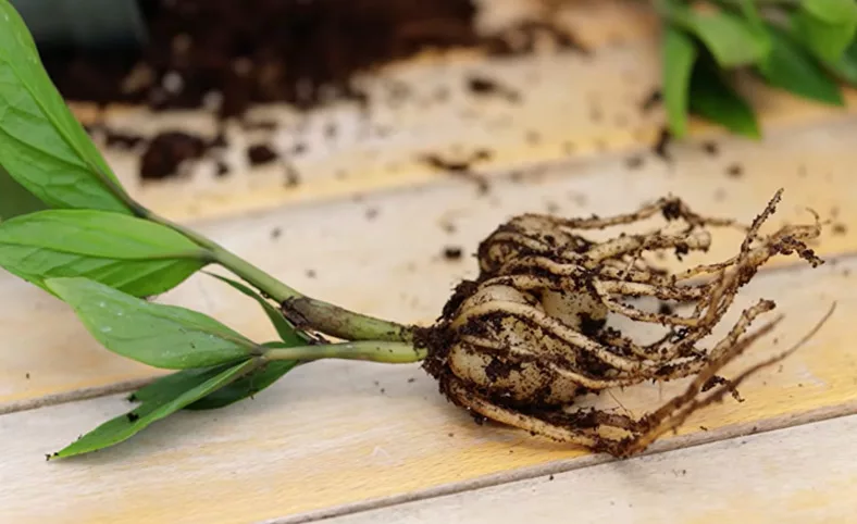 Due tuberi carnosi di Zamioculcas