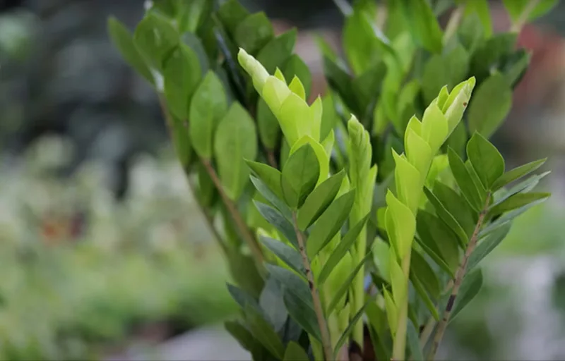 Parte superiore di una pianta di Zamioculcas con foglie di un bel verde brillante