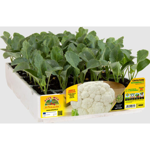 Cavolfiore "Rufeno F1"