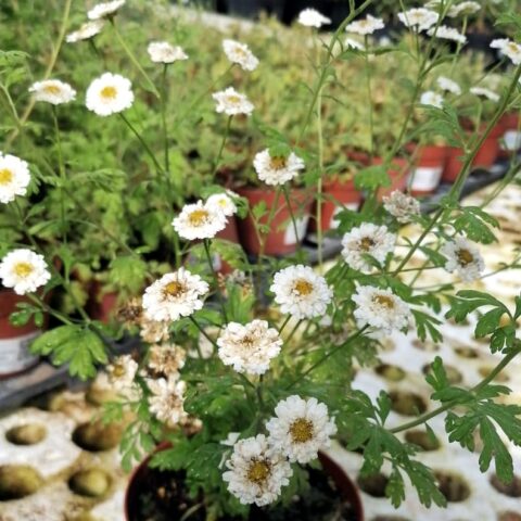 Erba maresina
