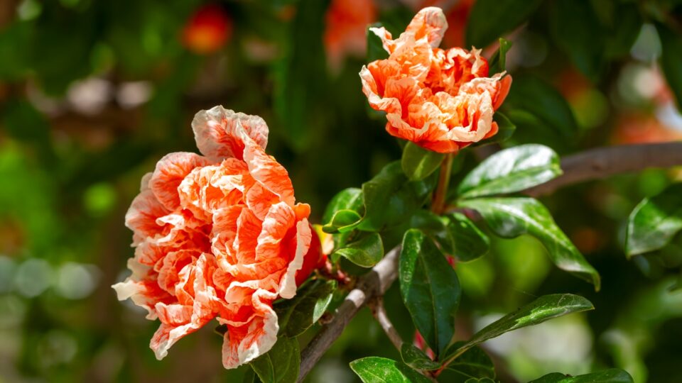 perchè i fiori di melograno cadono