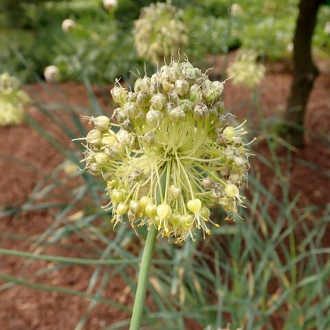 Aglio