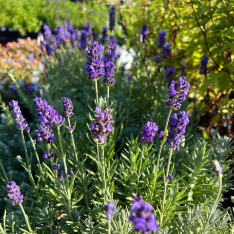 Lavandula angustifolia "Blue Spear"