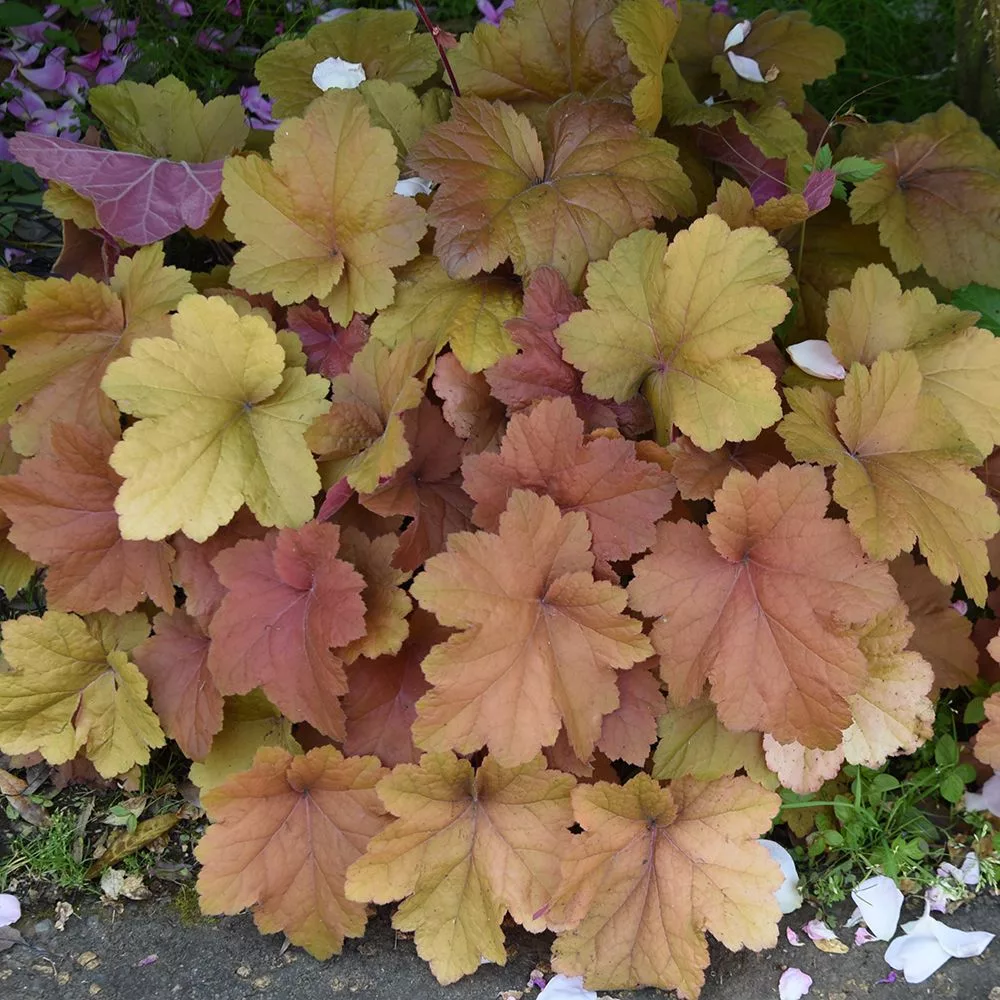 Heuchera "Kassandra"
