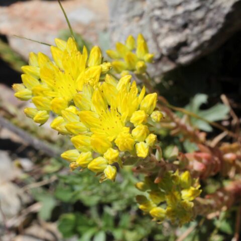 Sedum reflexum
