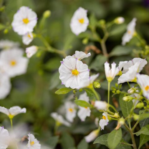 Solanum rantonnetii "Bianco"