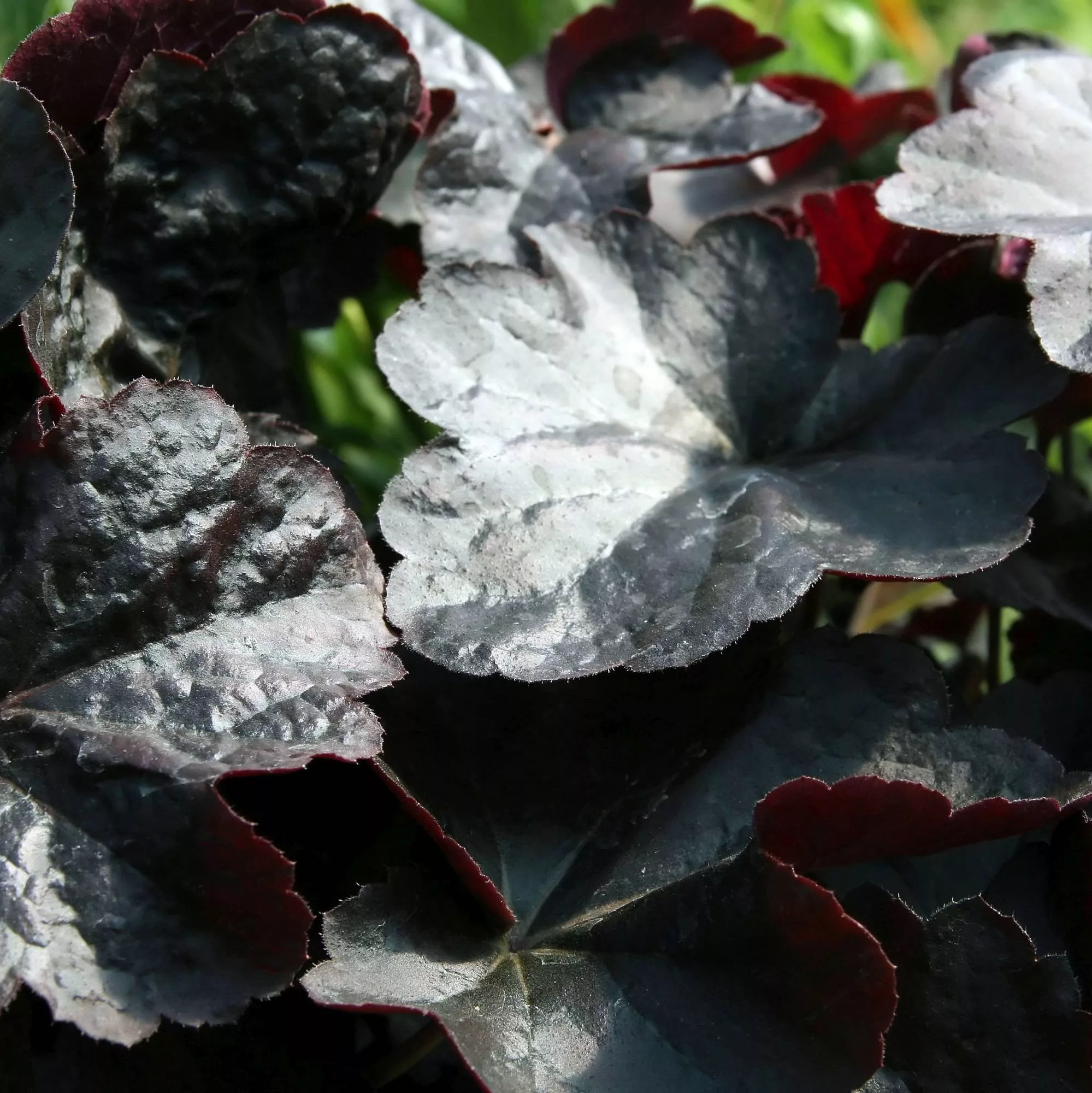 Heuchera "Obsidian"