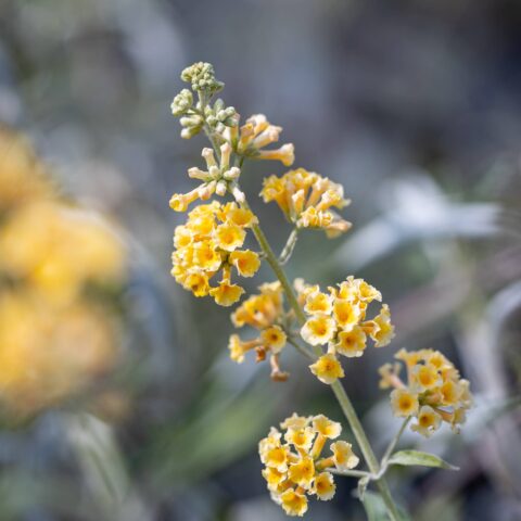 Buddleja madagascariensis