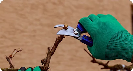 Mano con guanto verde che pota un ramo di una pianta con delle cesoie