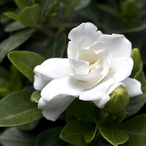 Gardenia jasminoides "Crown Jewel"