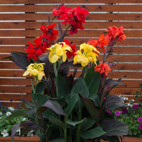 Canna indica "Cannova" in variet