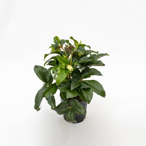 Helleborus "Ice N'Roses Early Rose"