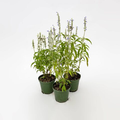 Salvia "Sallyfun" in variet