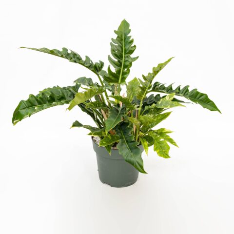 Philodendron combo in idrocoltura