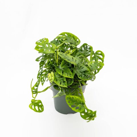 Monstera adansonii in idrocoltura