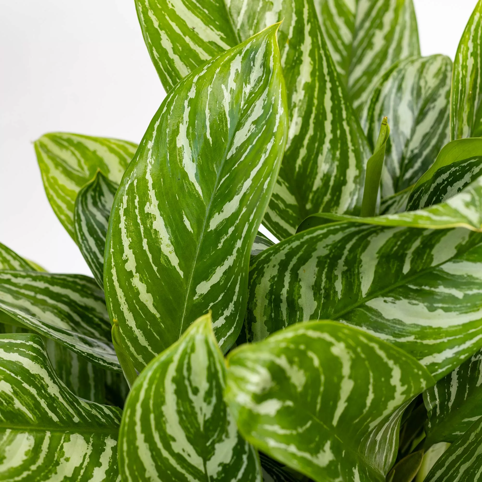 Aglaonema "Stripes" in idrocoltura