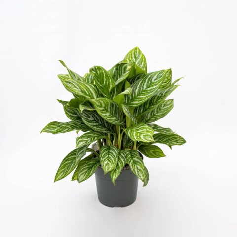 Aglaonema "Stripes" in idrocoltura