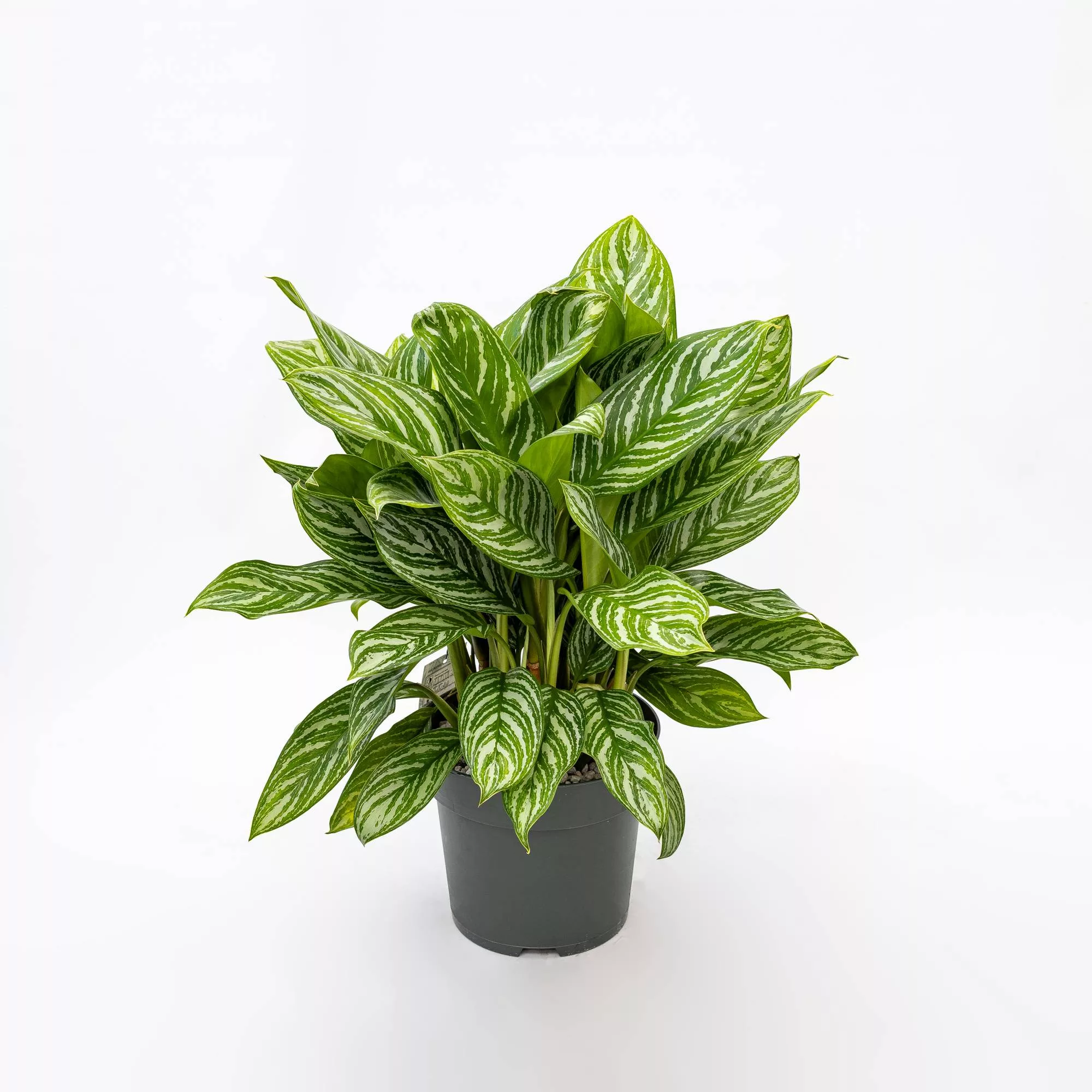 Aglaonema "Stripes" in idrocoltura