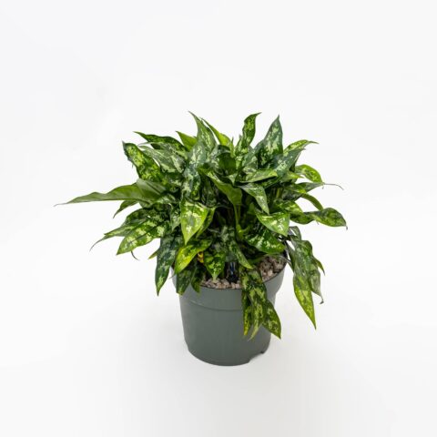 Aglaonema "Maria" in idrocoltura