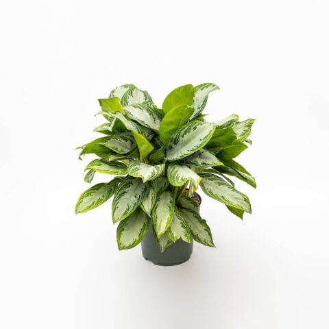 Aglaonema "Silver Bay" in idrocoltura