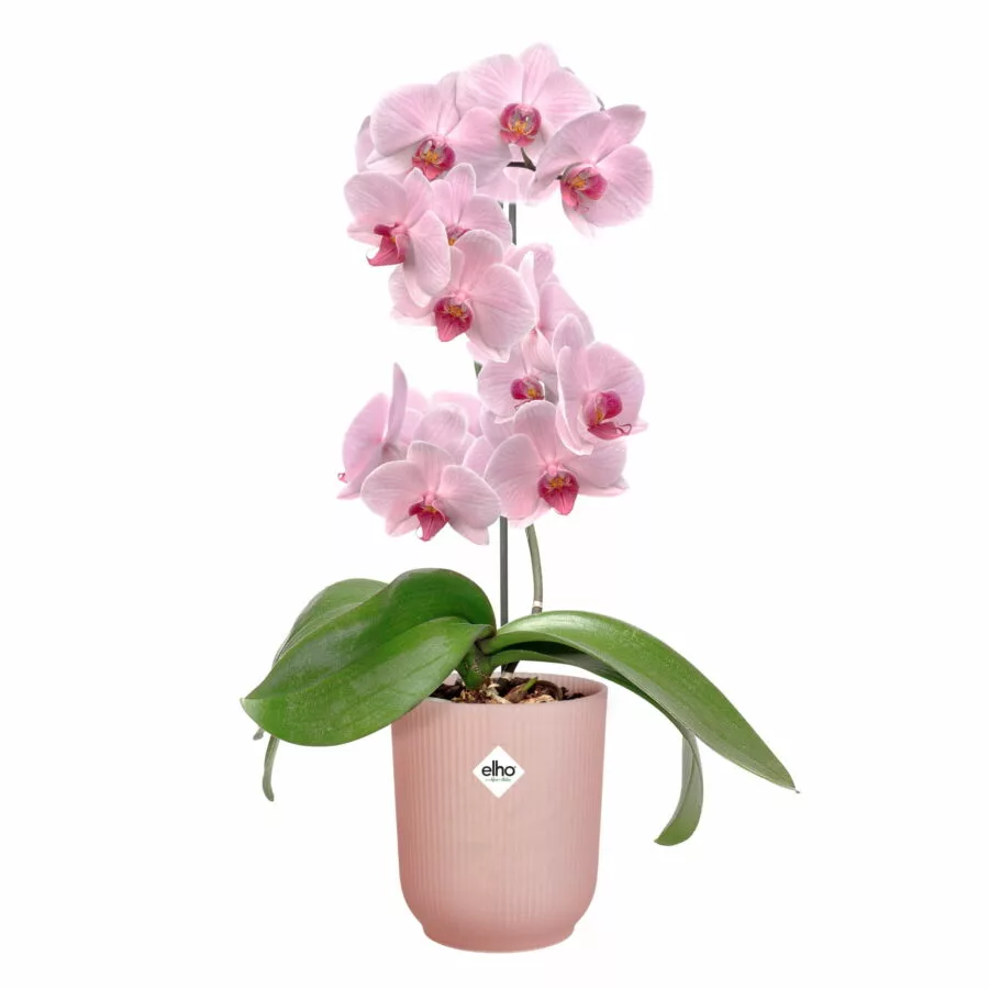 Vaso VIBES FOLD ORCHID HIGH - Elho