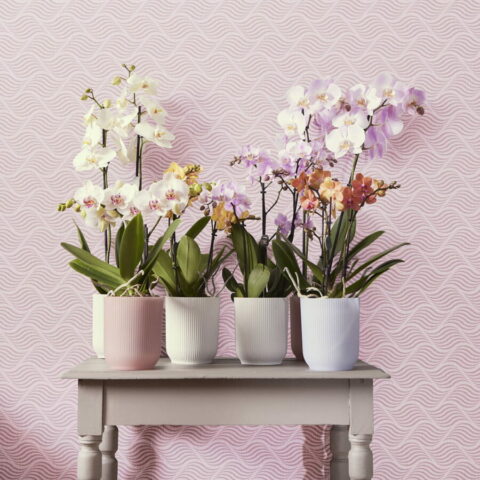 Vaso VIBES FOLD ORCHID HIGH - Elho