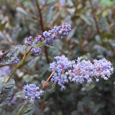 Ceanothus thyrsiflorus "Tuxedo"