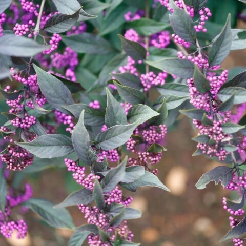 Callicarpa "Pearl Glam"