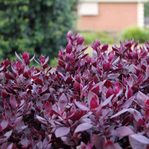 Trachelospermum jasminoides "Winter Ruby"