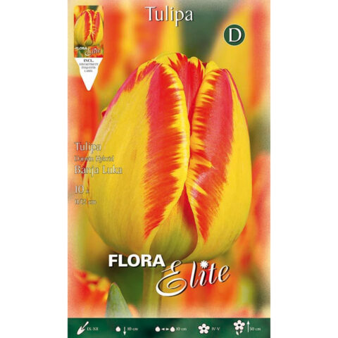Tulipano Darwin Hybrid Banja Luka