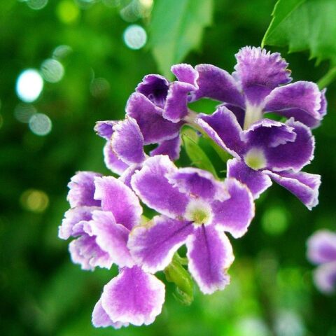 Duranta erecta