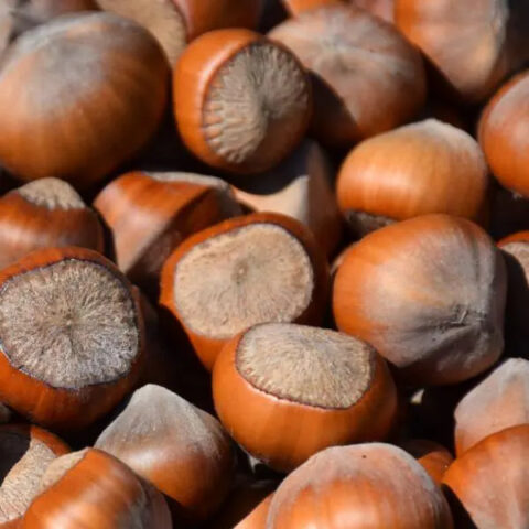 Nocciolo "Nocchione"