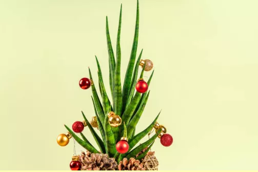 albero di natale con piante grasse
