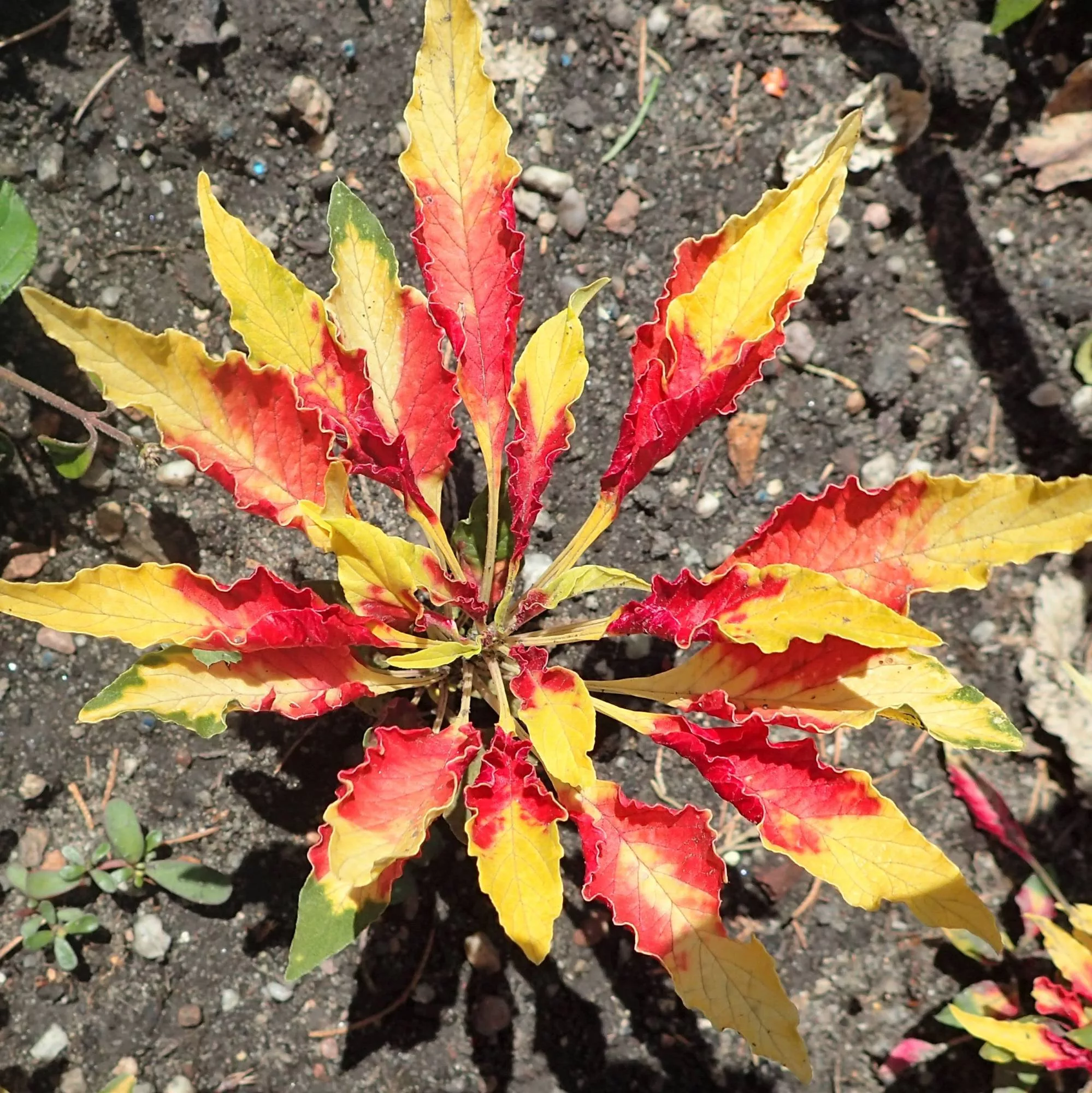 Amaranthus tricolor