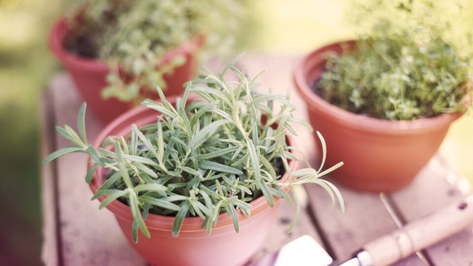 Coltivare piante aromatiche in vaso