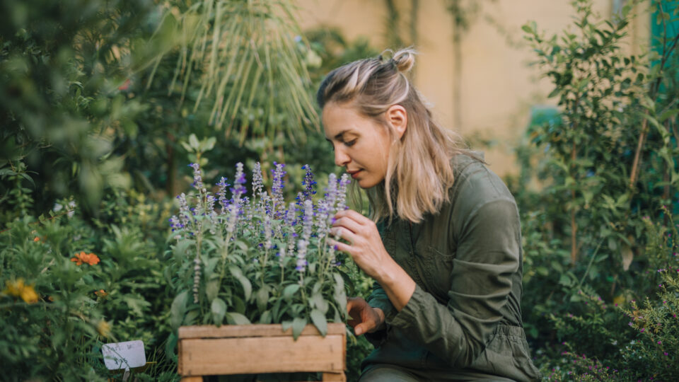 Coltivare piante aromatiche in giardino