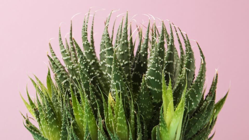 Aloe tipi di piante