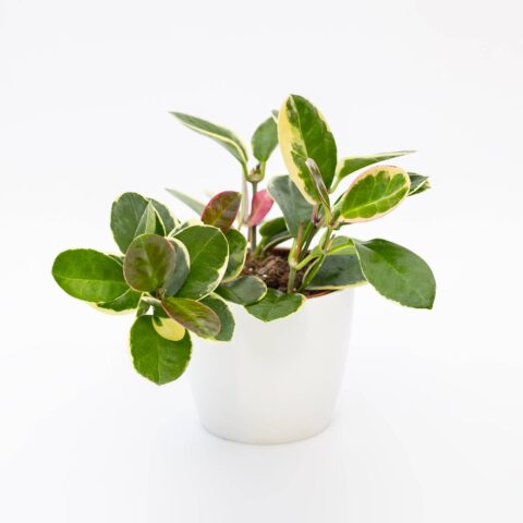 Hoya carnosa "Tricolor Flamingo Dream"
