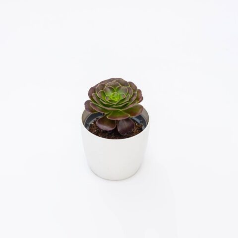 Aeonium arboreum "Atropurpureum"