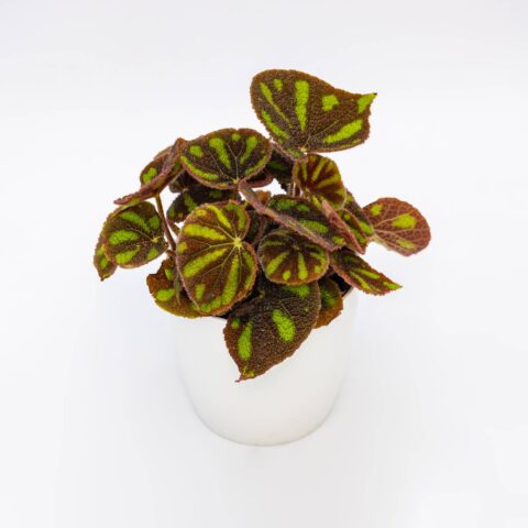Begonia masoniana "Boulder"