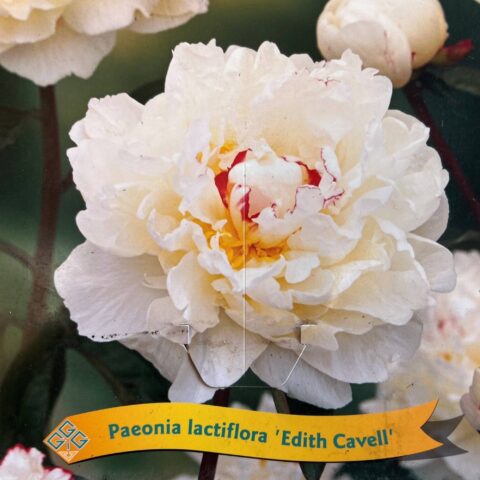 Paeonia lactiflora "Edith Cavell"