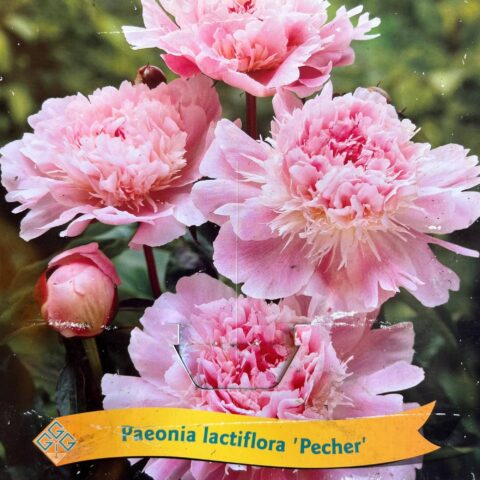 Paeonia lactiflora "Peacher"