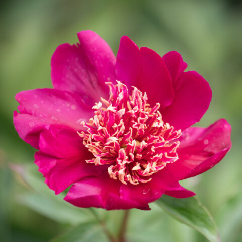 Paeonia lactiflora "Nippon Beauty"