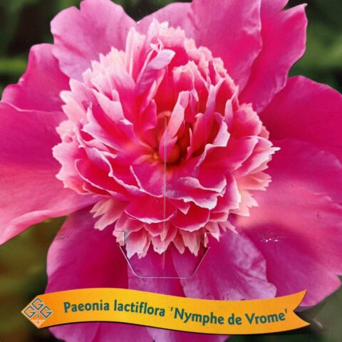 Paeonia lactiflora "Nymphe de Vrone"